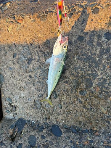 サバの釣果