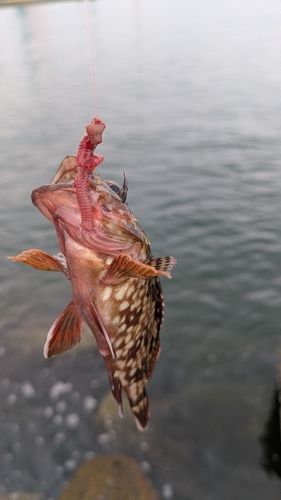 ガシラの釣果