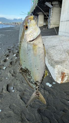 ショゴの釣果