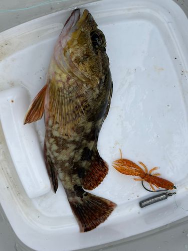 カサゴの釣果