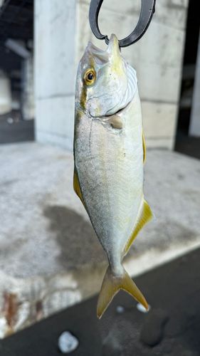 ショゴの釣果
