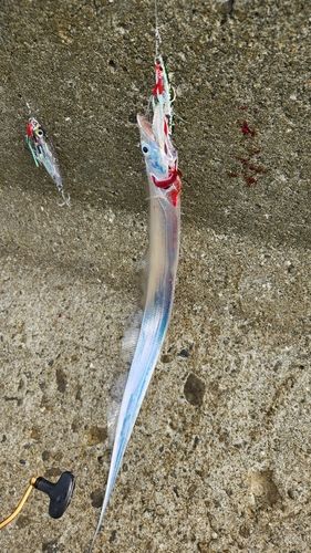 タチウオの釣果