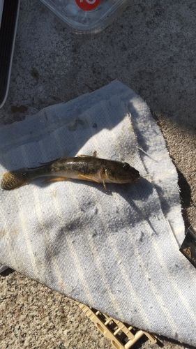 マハゼの釣果