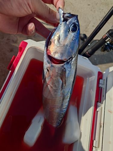マルソウダの釣果
