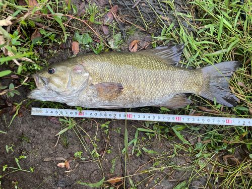 スモールマウスバスの釣果