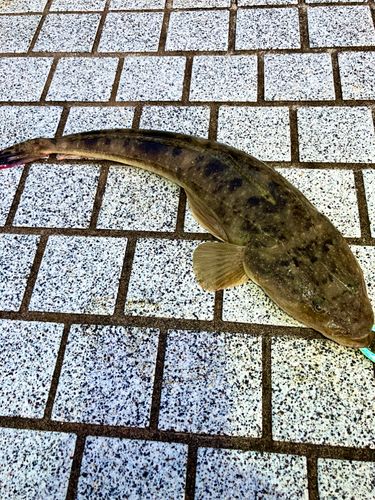 マゴチの釣果