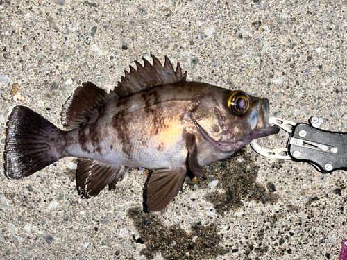 メバルの釣果