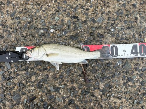 フッコ（マルスズキ）の釣果