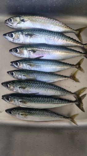 サバの釣果