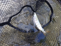 アマゴの釣果