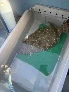 ヒラメの釣果