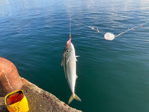 サバの釣果