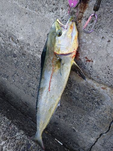 シイラの釣果
