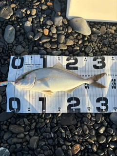 ショゴの釣果