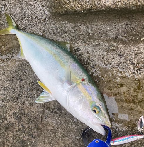 イナダの釣果