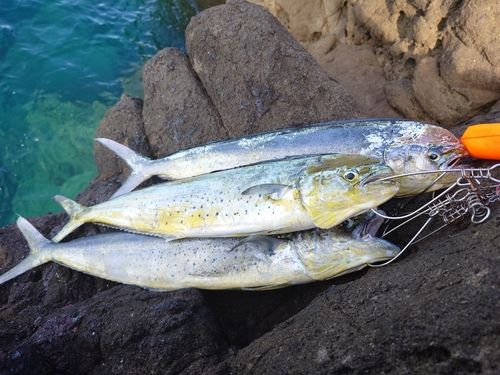 シイラの釣果