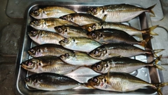 アジの釣果