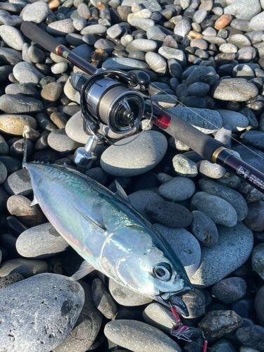 ソウダガツオの釣果