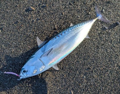 マルソウダの釣果