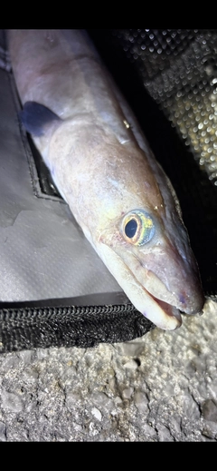 釣果