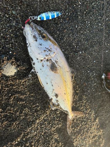 ショゴの釣果