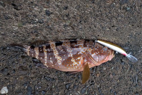 アコウの釣果