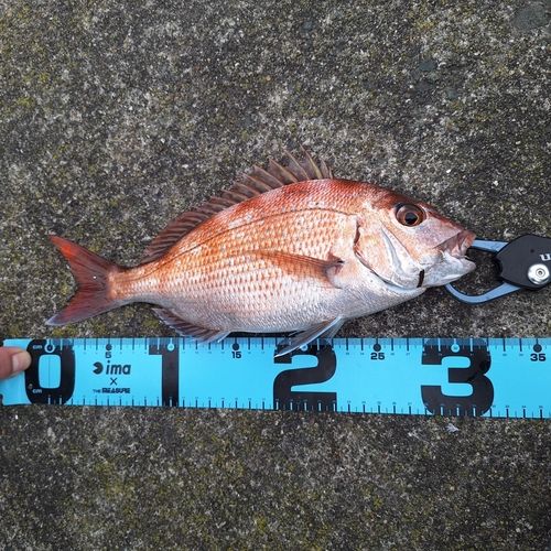 マダイの釣果
