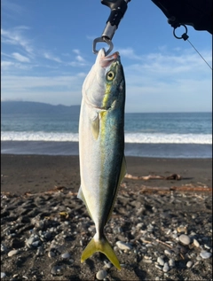ワカシの釣果