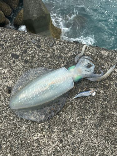 アオリイカの釣果