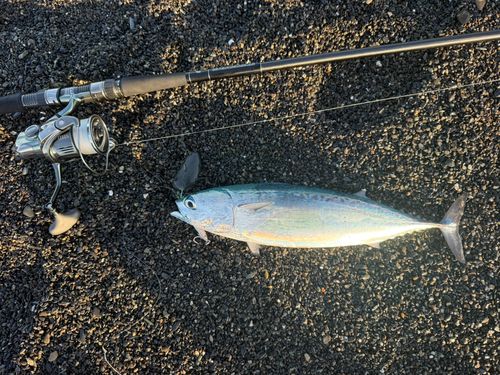 マルソウダの釣果