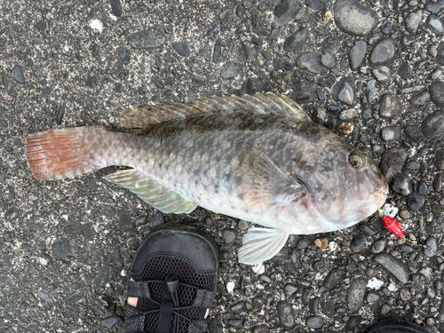 ブダイの釣果