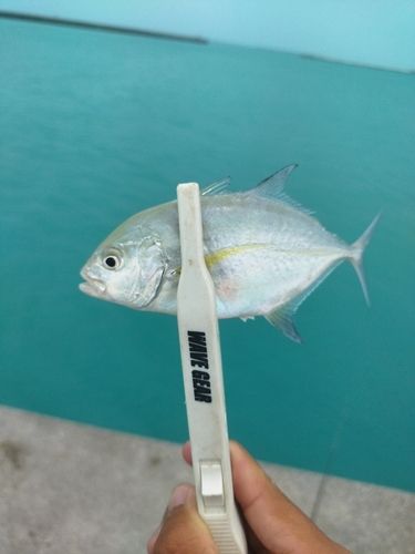 メッキの釣果