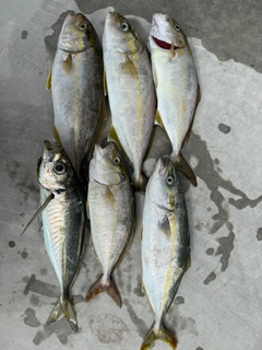 マアジの釣果