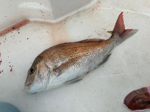 マダイの釣果