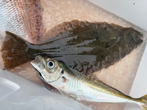 ヒラメの釣果