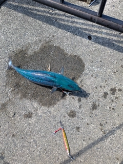 ソウダガツオの釣果