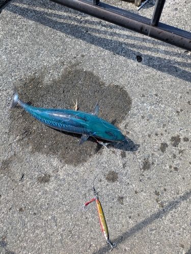 ソウダガツオの釣果