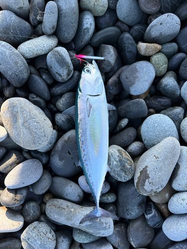 ソウダガツオの釣果
