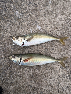 マルアジの釣果