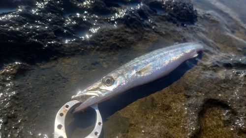 カマスの釣果
