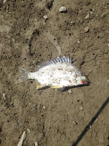キビレの釣果