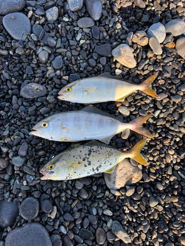 ショゴの釣果