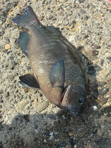 グレの釣果