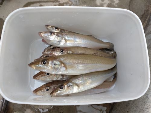 キスの釣果