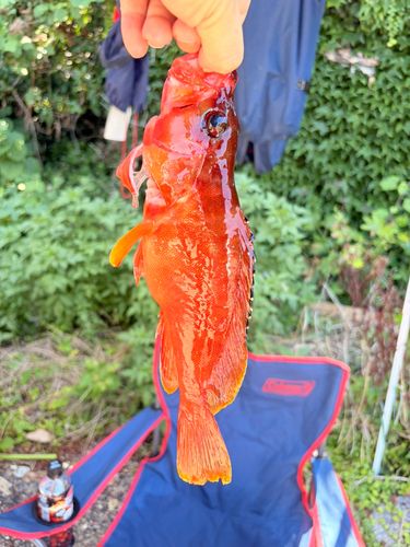 マハタの釣果