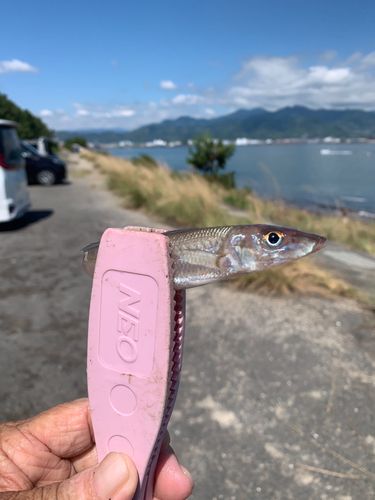 シロギスの釣果