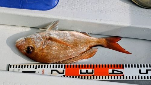 マダイの釣果