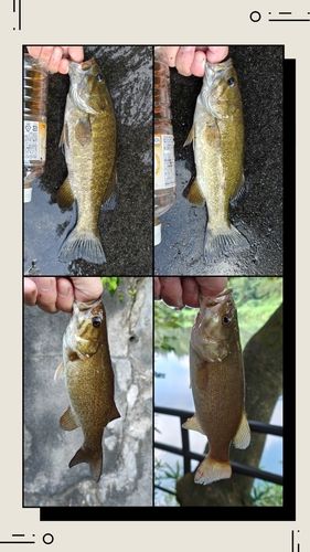 スモールマウスバスの釣果