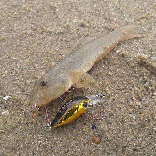 ハゼの釣果