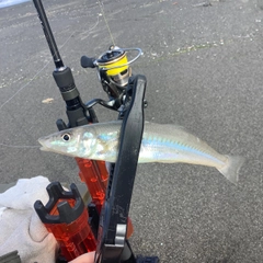 シロギスの釣果